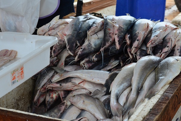 Feira do agricultor familiar e feira do peixe